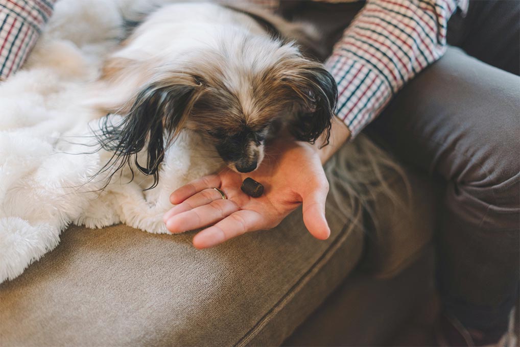 benefits of cbd - dog eating cbd treat