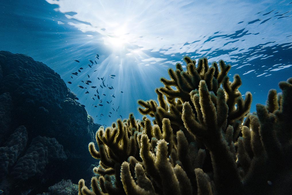 coral reef in the ocean reef safe sunscreen